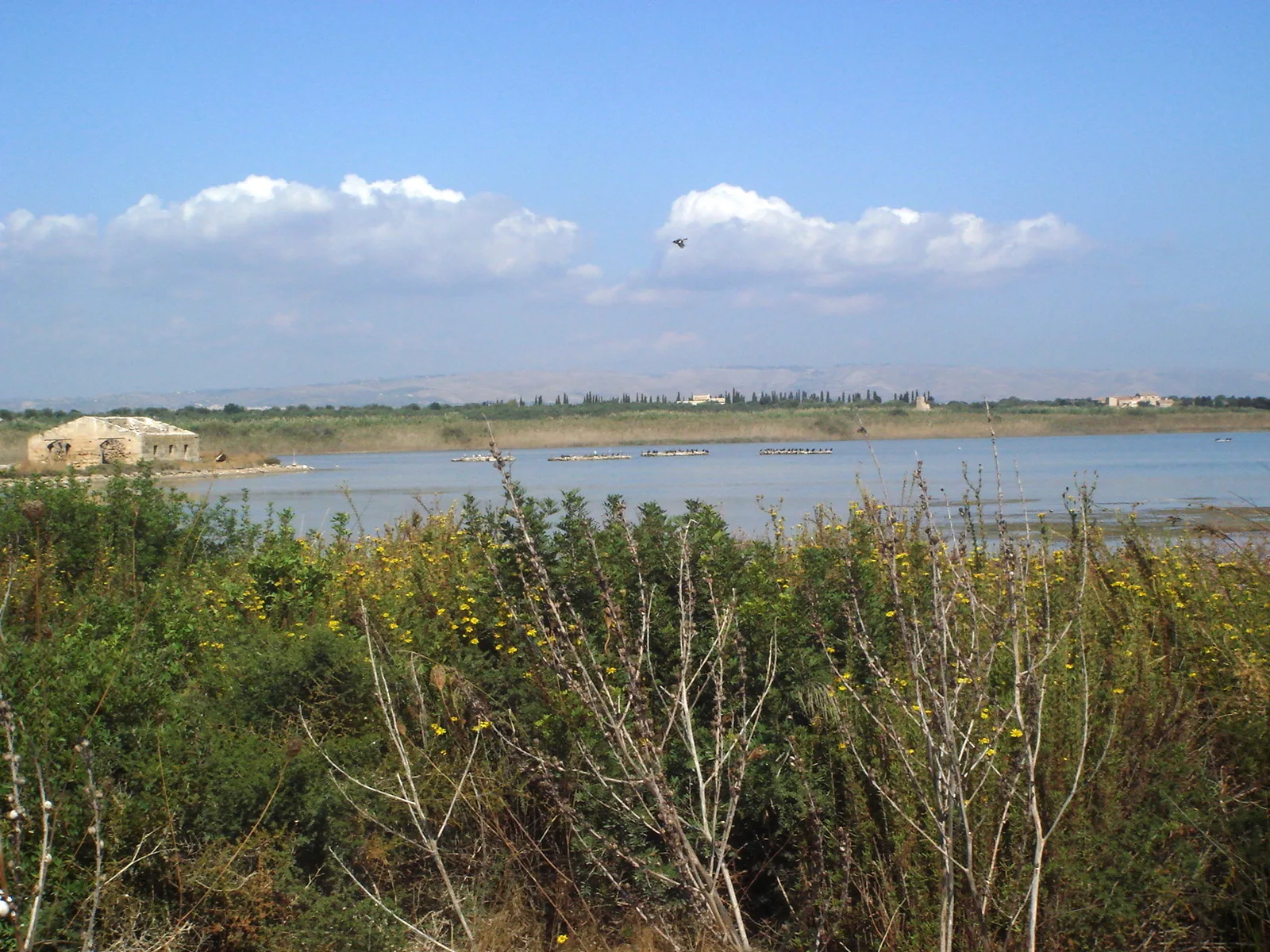 oasi di vendicari siracusa — Wikimedia Commons